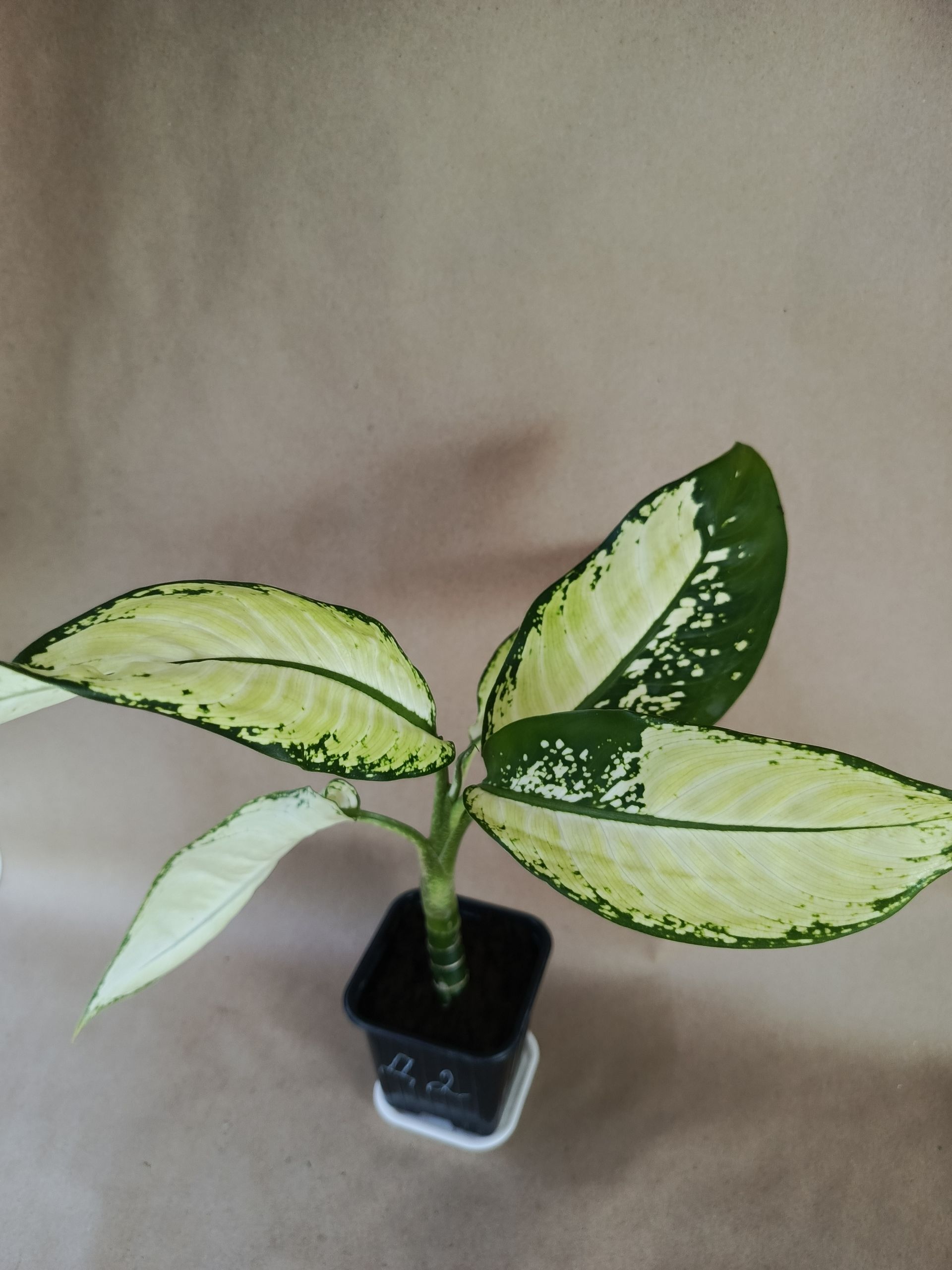 Диффенбахия,Dieffenbachia2.Живоерастение.